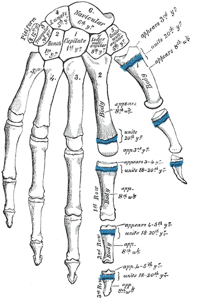 Gray234